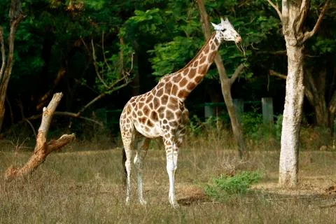 Giraffe Fotos de archivo