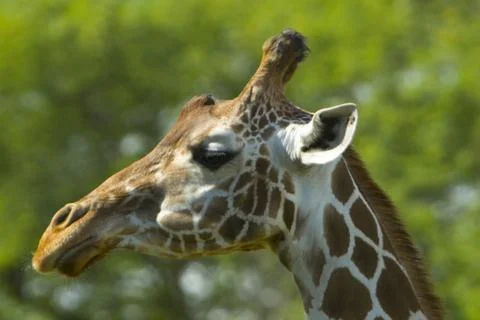 Giraffe Foto stock