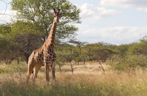 Giraffe Stock Photos