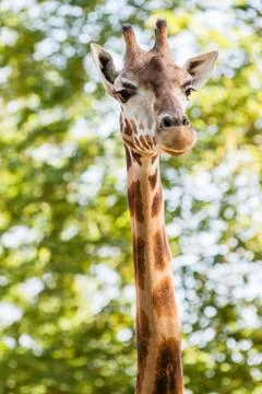 Giraffe Stock Photos