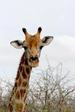 Giraffe Stock Photos