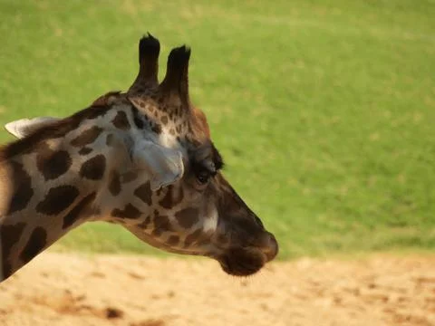 Giraffe Stock Photos