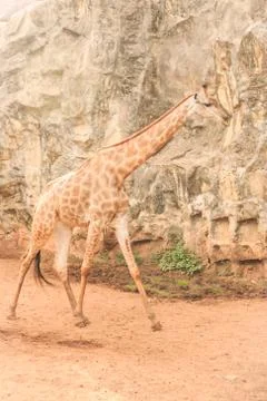 Giraffe Stock Photos