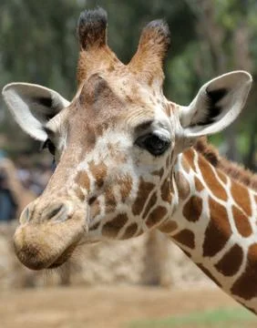 Giraffe. Stock Photos