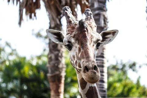 Giraffe Stock Photos