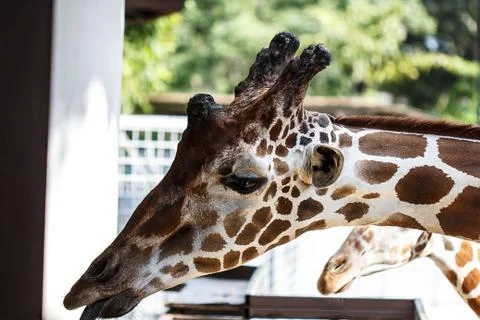 Giraffe Stock Photos