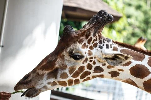 Giraffe Stock Photos