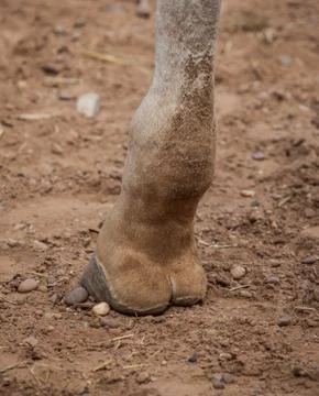 Giraffe Stock Photos