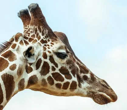 Giraffe Stock Photos