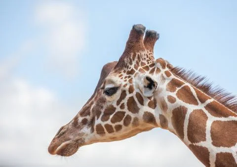 Giraffe Stock Photos