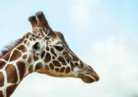 Giraffe Stock Photos