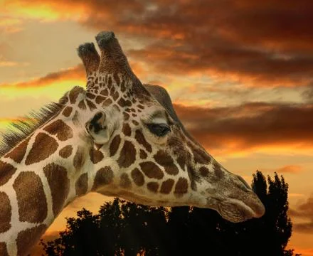 Giraffe Stock Photos
