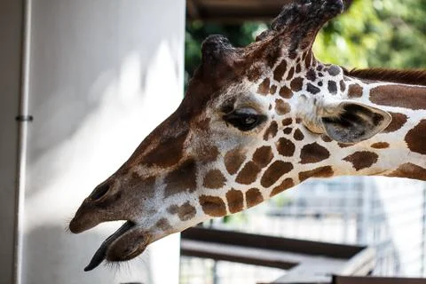 Giraffe Stock Photos
