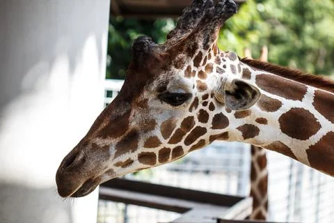 Giraffe Stock Photos