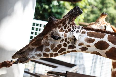 Giraffe Stock Photos