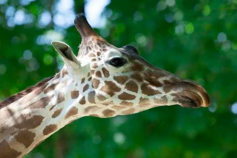 Giraffe Stock Photos