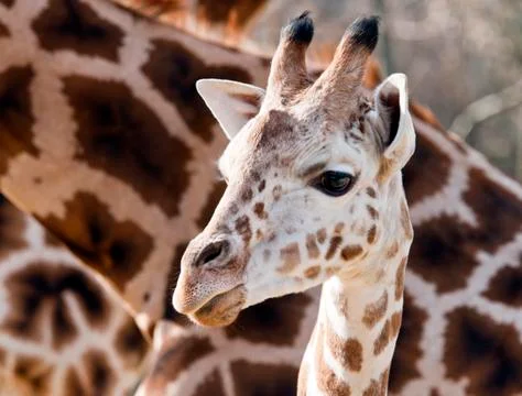 Giraffe Foto stock