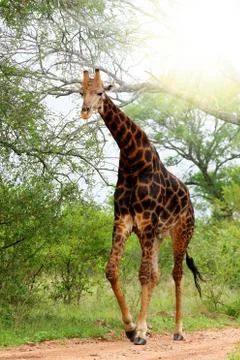 Giraffe Foto stock