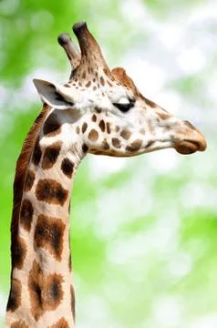 Giraffe Stock Photos
