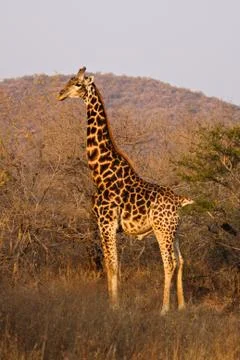 Giraffe Stock Photos
