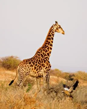 Giraffe Foto stock
