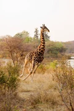 Giraffe Foto stock