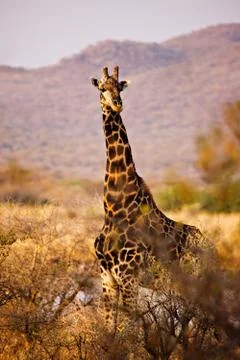 Giraffe Stock Photos