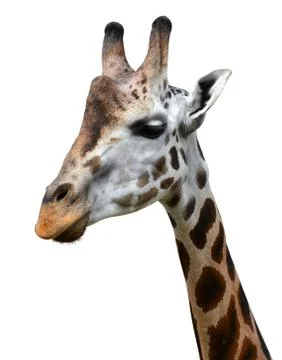 Giraffe Foto stock