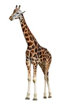 Giraffe Stock Photos