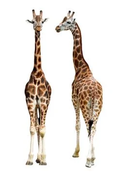 Giraffe Stock Photos