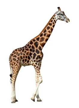 Giraffe Stock Photos