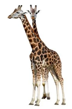 Giraffe Stock Photos