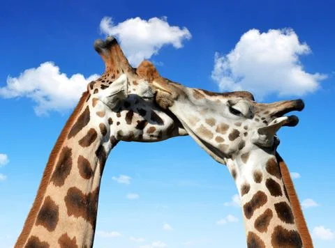 Giraffe Stock Photos