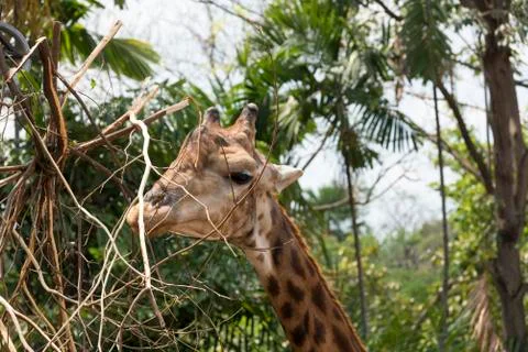 Giraffe Stock Photos