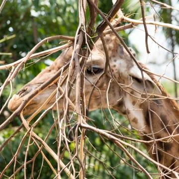 Giraffe Stock Photos