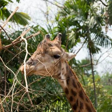 Giraffe Stock Photos