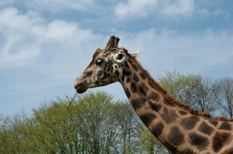 Giraffe Stock Photos