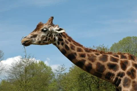 Giraffe Stock Photos