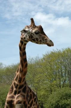 Giraffe Stock Photos