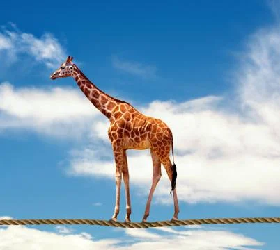 Giraffe Stock Photos
