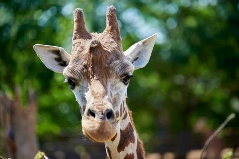 Giraffe Stock Photos