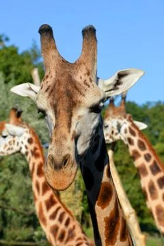 Giraffe Stock Photos