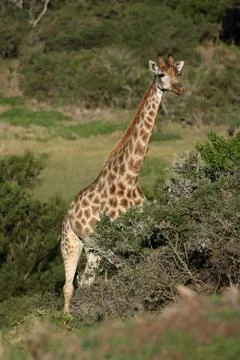 Giraffe Stockfoto's