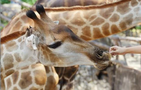 Giraffe Stock Photos