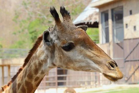 Giraffe Stock Photos