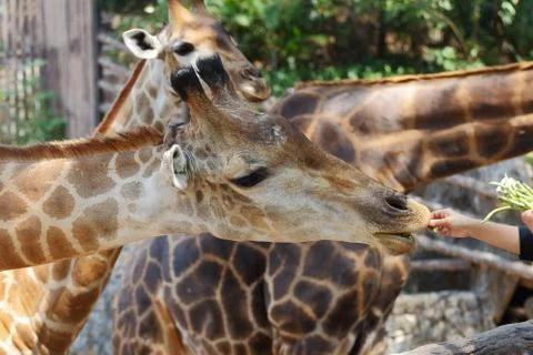 Giraffe Foto stock