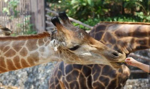 Giraffe Stock Photos