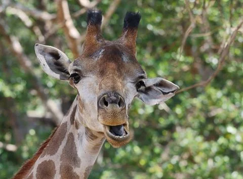 Giraffe Stock Photos