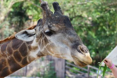 Giraffe Stock Photos