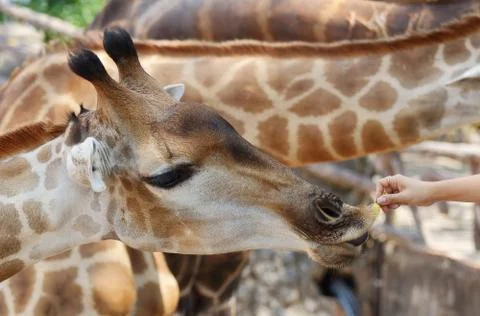 Giraffe Stock Photos